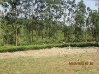 Shade trees planted at the edge of the tea plantation